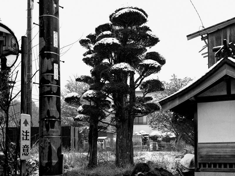 © 雪纯 王 - 02.04  09:25 am/Yamanakako Mura/Tokyo/2024