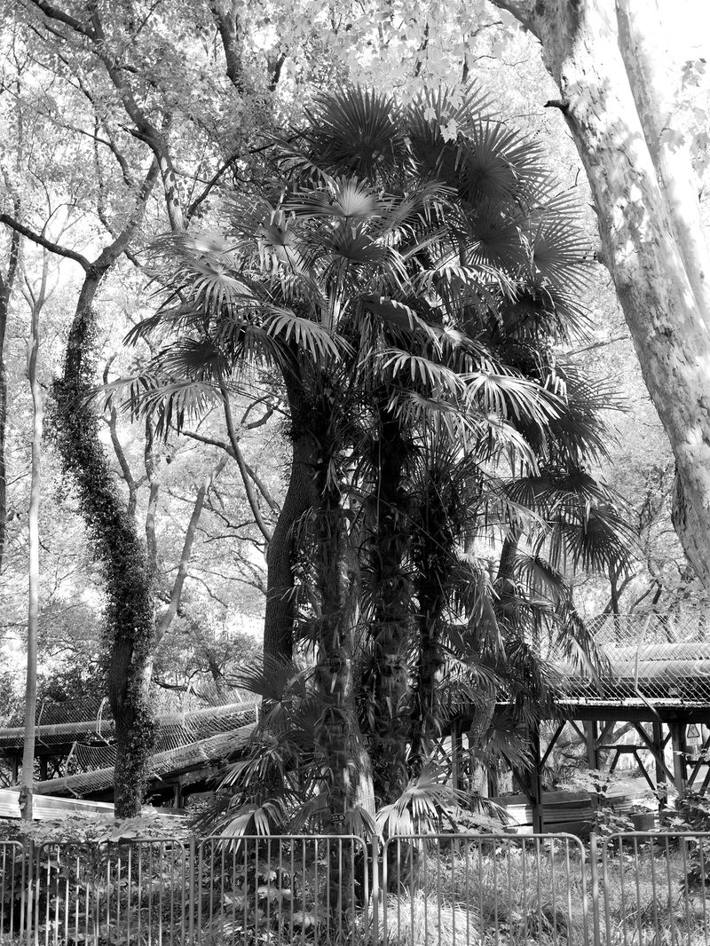 © 雪纯 王 - 10.23  12:39 am/Gongqing National Forest Park/Shanghai/2024