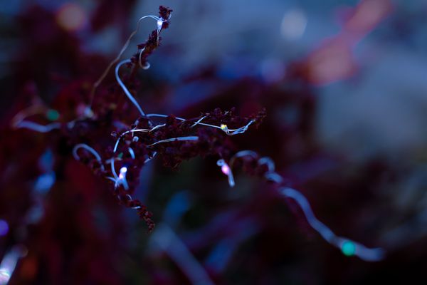 © Noemi Gonzales Cabrera - Image from the Posthumans and cyborg dreams of + beings in the Andes photography project