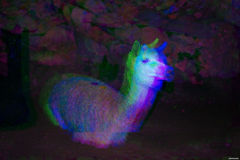 © Noemi Gonzales Cabrera - Image from the Posthumans and cyborg dreams of + beings in the Andes photography project