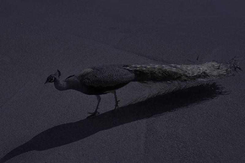 © Pelly Mandreka - Image from the A Filtered Reminder photography project