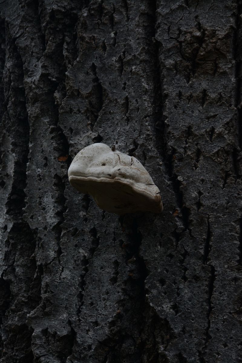 © Pelly Mandreka - Image from the A Filtered Reminder photography project