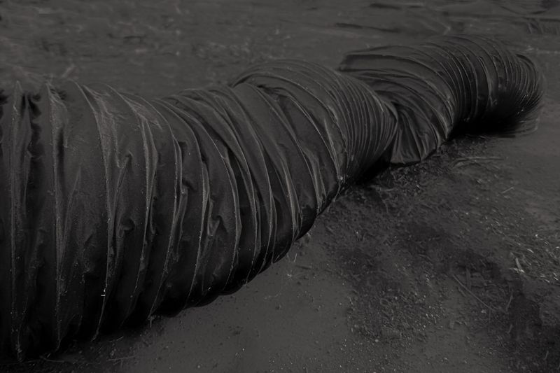 © Pelly Mandreka - C-oiled polypod: 5 hours later, the polypod excretes corrosive enzymes