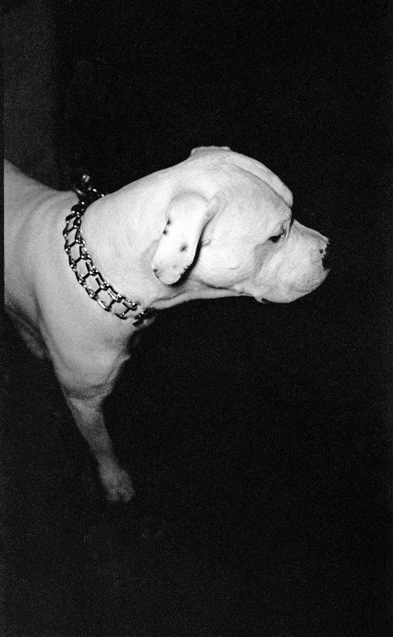 © Glauco Canalis - Image from the The Darker the Night, the Brighter the Stars photography project
