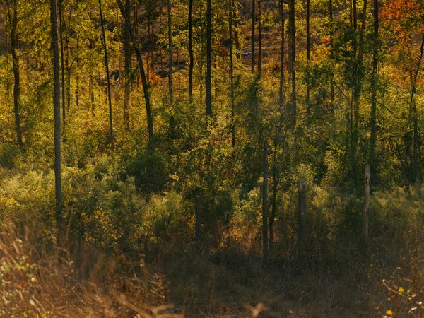 © Jorge Dieguez - View from the road, close to Demopolis, Alabama.