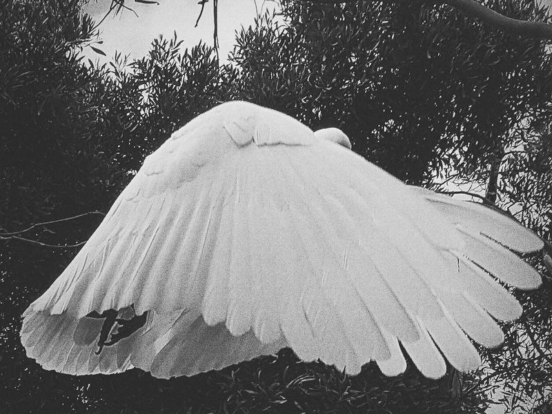 © Ying Ang - Image from the The Quickening photography project