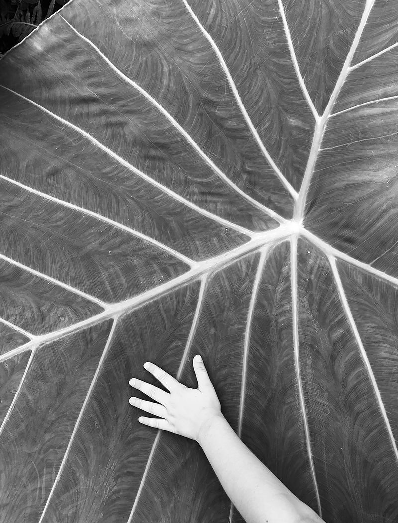 © caterina suzzi - "Foglia, riesci a sentire le mie carezze?""Leaf, can you feel my caresses?"