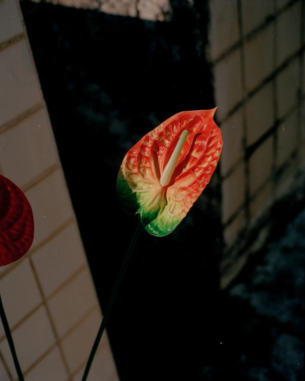 © Cédrine Scheidig - Image from the Les Mornes, le feu (The Dunes, the Fire) photography project