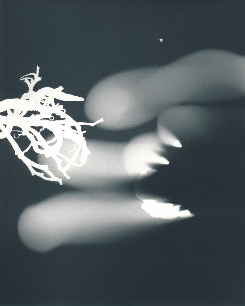 © Sari Sutton - Galactic garden