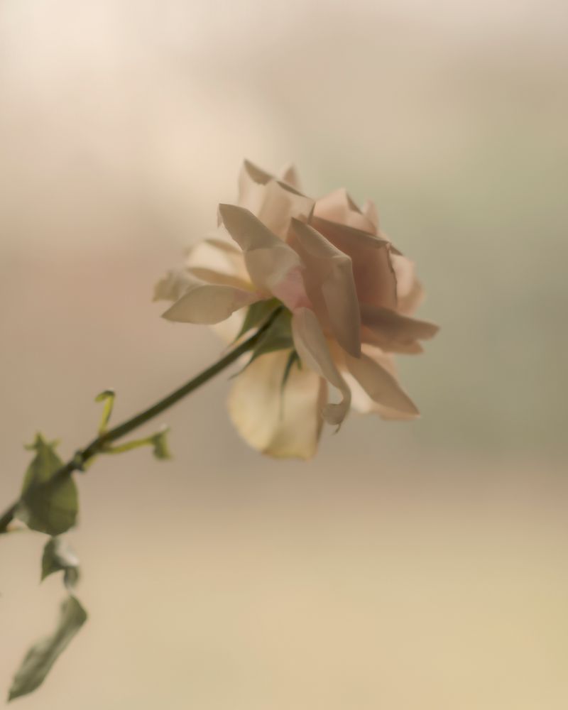 © Houston Cofield - Image from the What Mo(u)rning Feels Like photography project