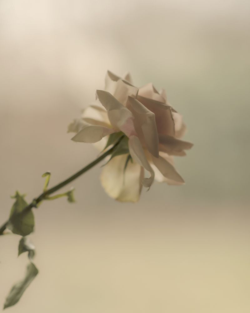 © Houston Cofield - Image from the What Mo(u)rning Feels Like photography project