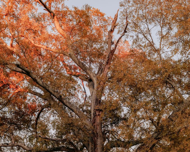 © Houston Cofield - Image from the What Mo(u)rning Feels Like photography project