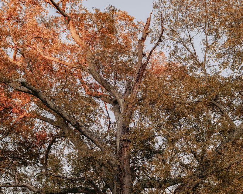 © Houston Cofield - Image from the What Mo(u)rning Feels Like photography project