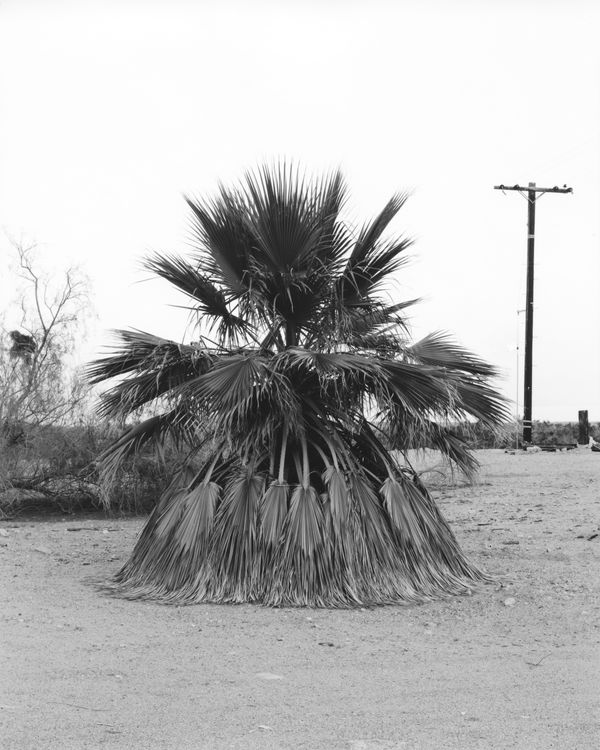 © Nicholas Albrecht - Untitled III.
