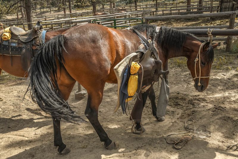 © Anna Droddy - Image from the Barn Sour photography project
