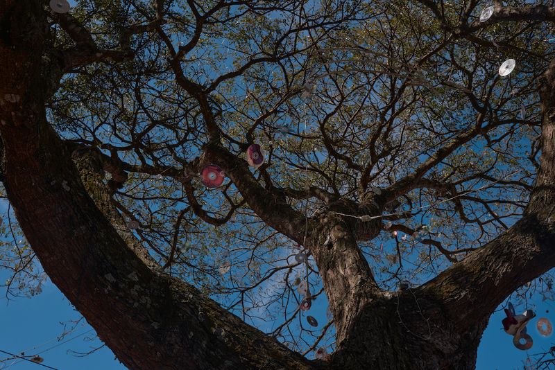 © Lexi Parra - CARACAS, VENEZUELA - FEBRUARY 2, 2021. CD’s hang as decorations on a tree in Las Casitas, La Vega.