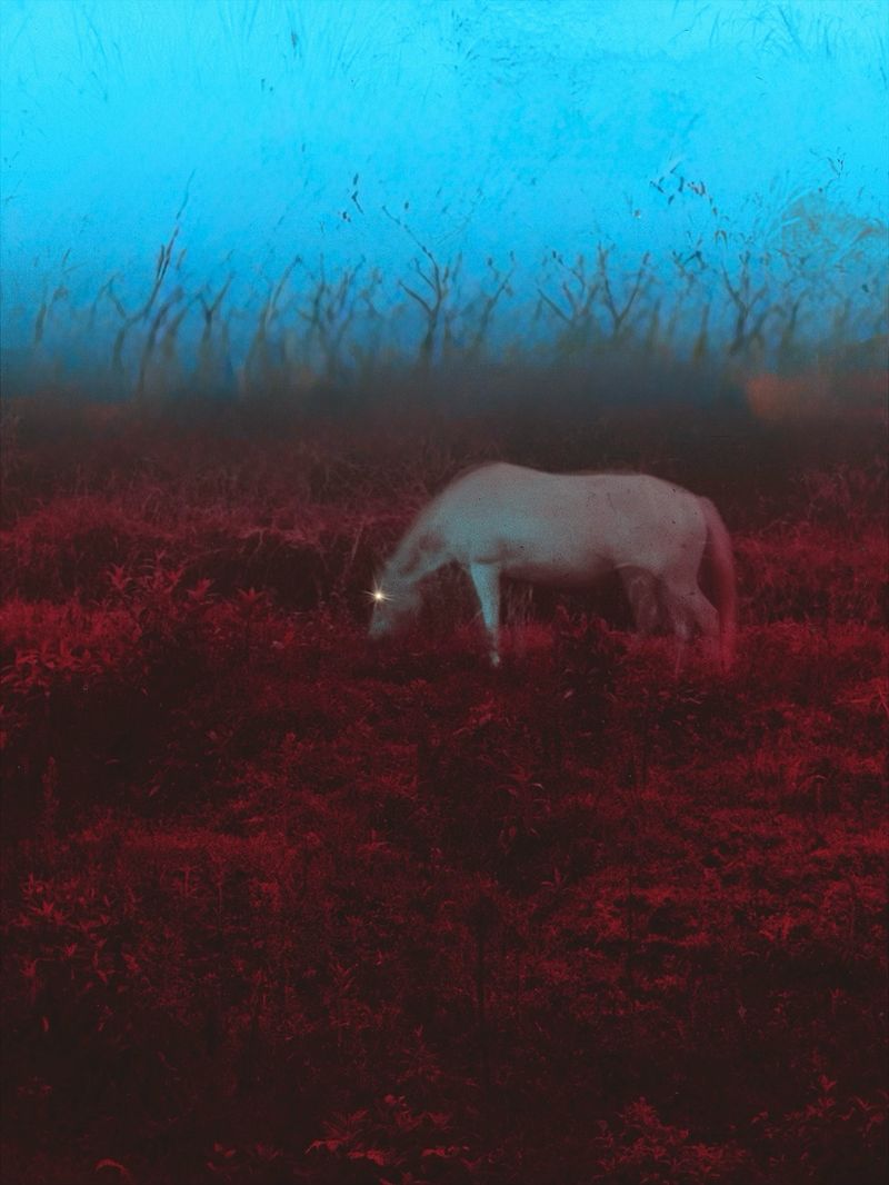 © Erika Schmidt - The White Horse, Colombia, 2025