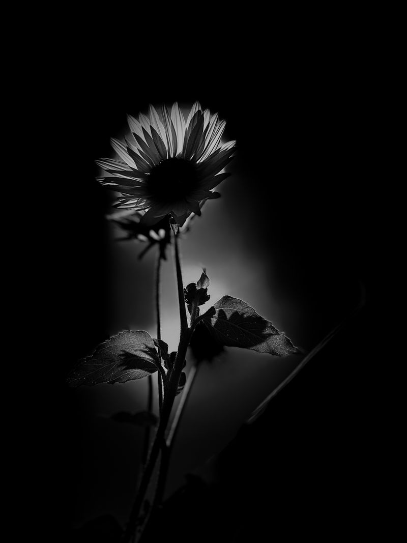 © elishao - Silence