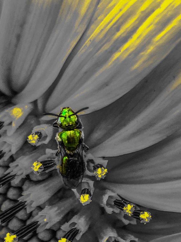 © elishao - Symbiosis