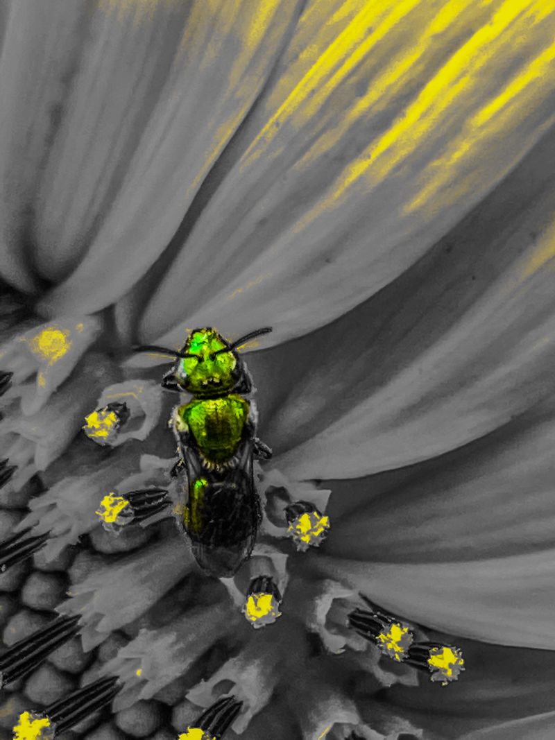 © elishao - Symbiosis