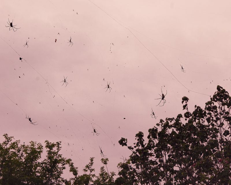 © polly hummel - Image from the Küss den Frosch photography project