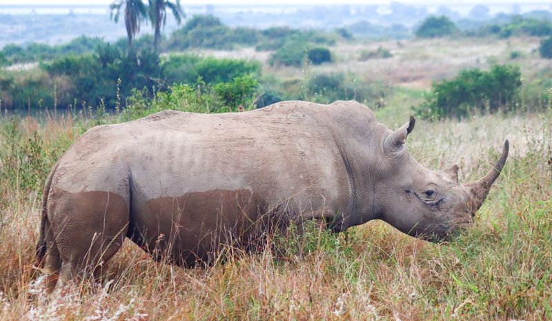 © George Wambua Mutua - Rhino at Nairobi National Park.  Behind are growing residential flats.