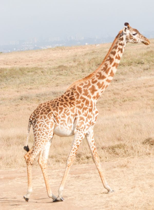 © George Wambua Mutua - Image from the Urban Development vs. Wildlife photography project