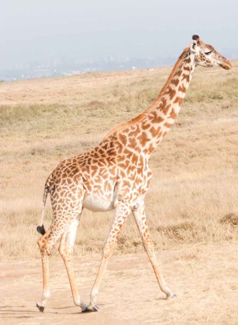 © George Wambua Mutua - Image from the Urban Development vs. Wildlife photography project