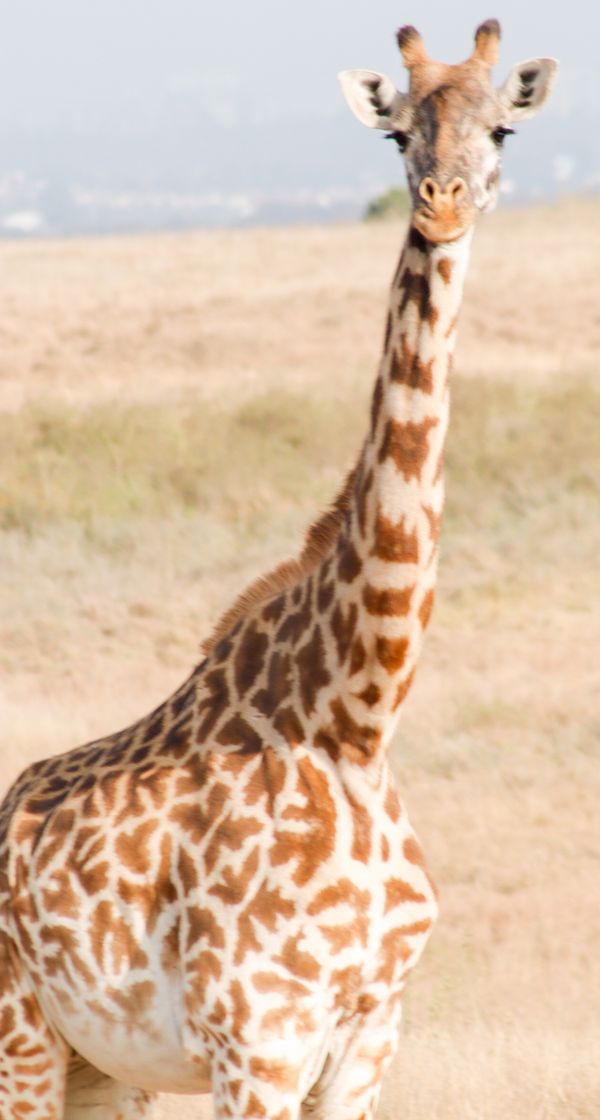 © George Wambua Mutua - Giraffe at Nairobi National Park.