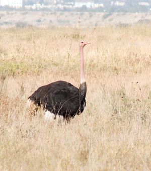Urban Development vs. Wildlife