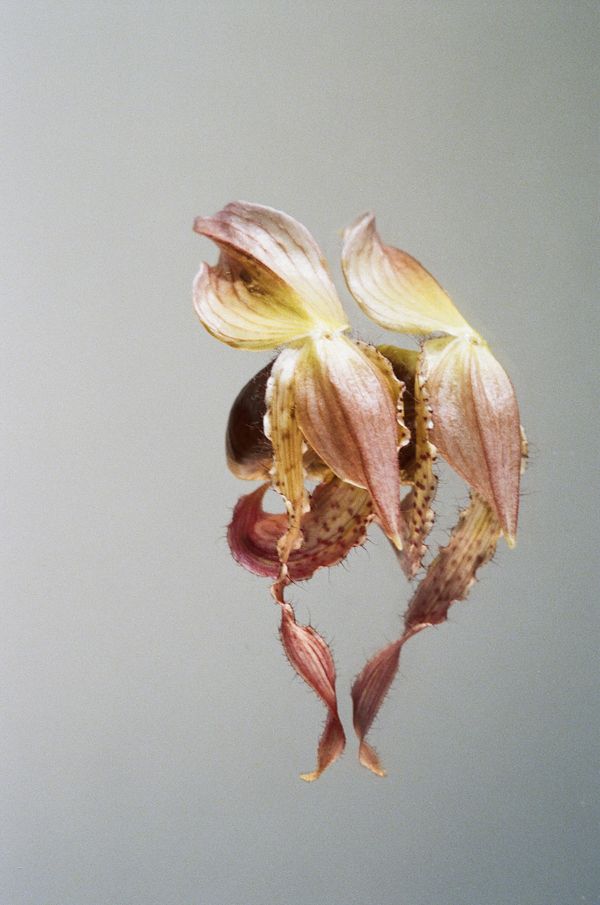 © Ludivine Keller - analogue photography