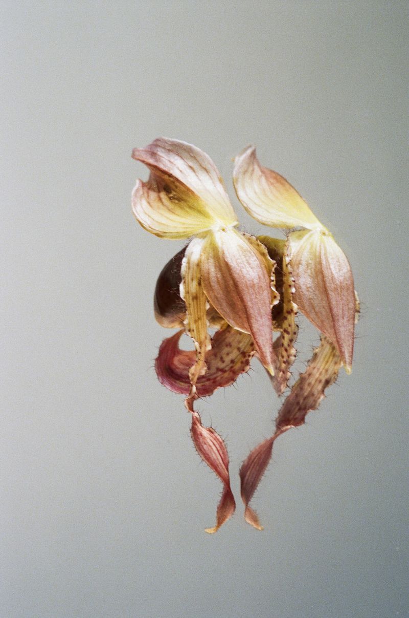 © Ludivine Keller - analogue photography