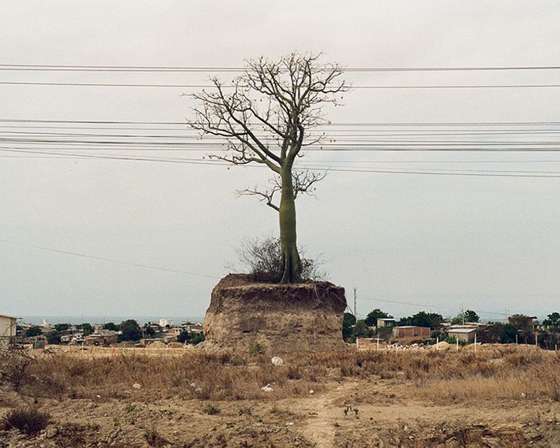 © Andrea Sarcos - A ceibo tree in Manta, Ecuador, 2021.