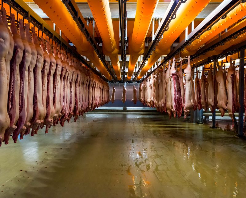 © Alastair Philip Wiper - Danish Crown Slaughterhouse, Denmark. Over 100,000 pigs are slaughtered every week at Denmark's largest slaughterhouse.