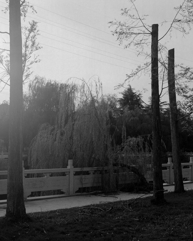 © Geyujing Shen - Bowed willow, 2023