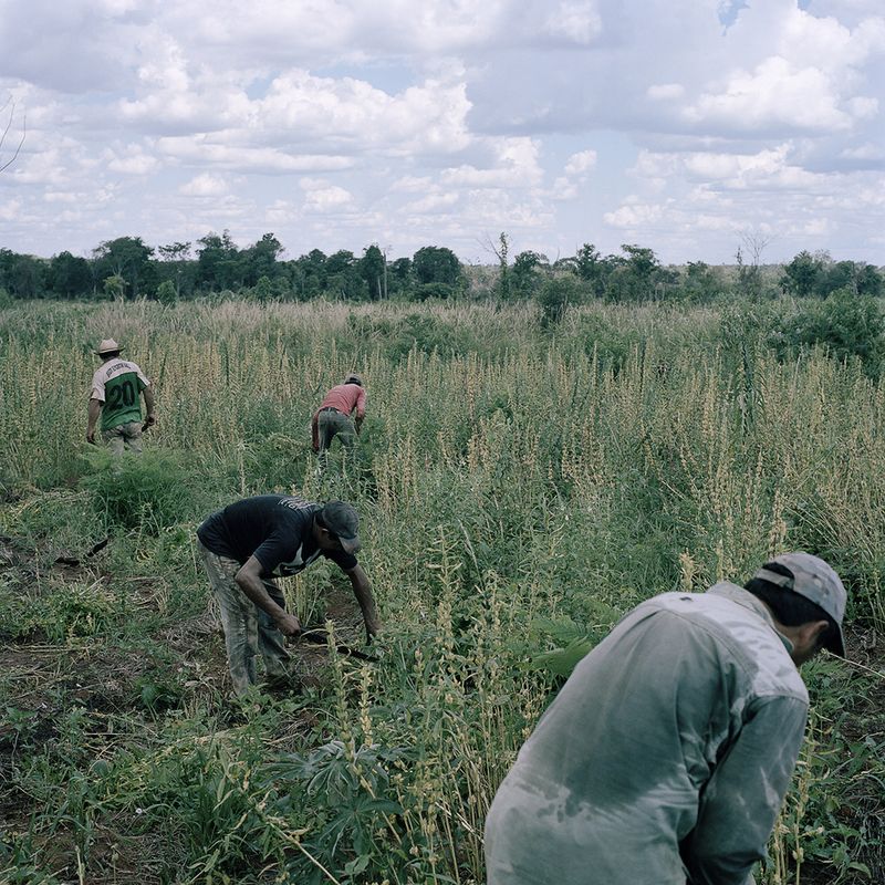 © Jordi Ruiz Cirera - Peasants at the community of Crescencio Gonzalez harvest sesame
