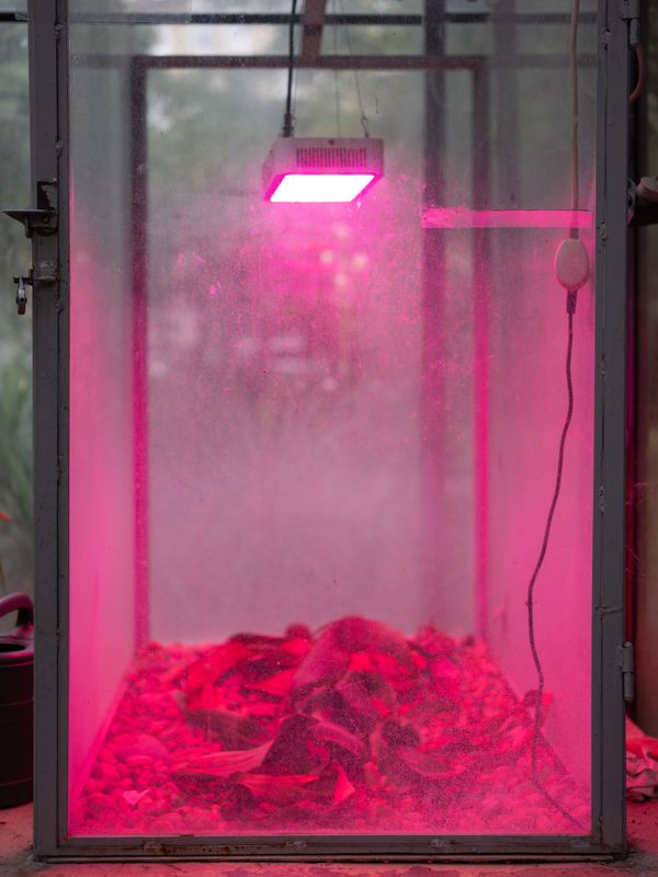© Anna Jopp - Image from the Botanical gardens photography project
