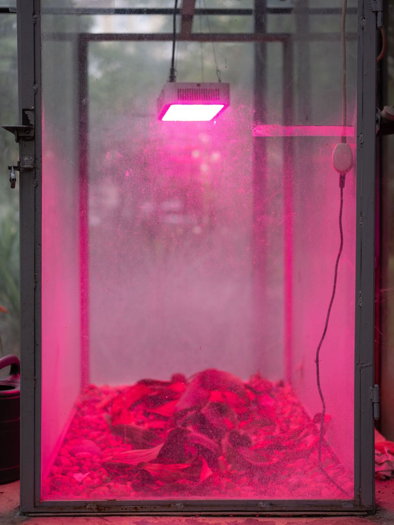 © Anna Jopp - Image from the Botanical gardens photography project