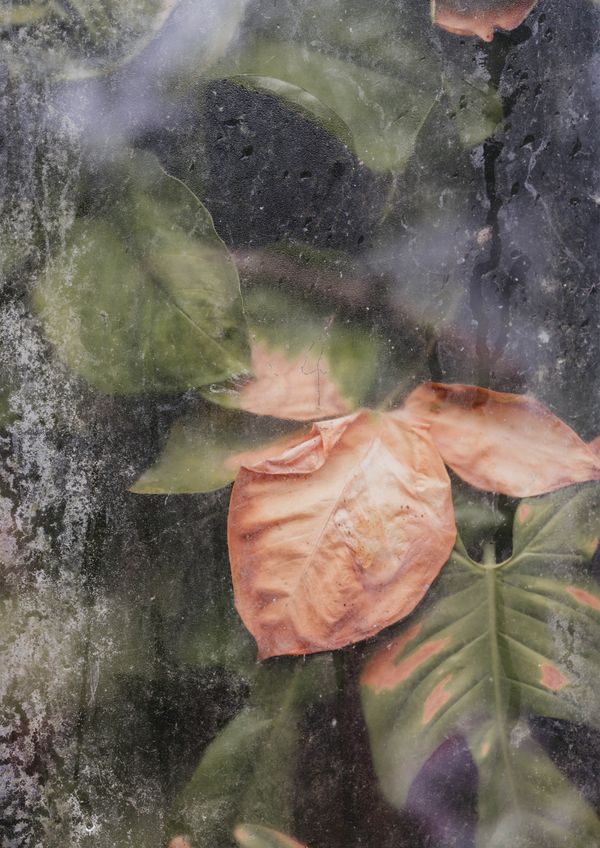 © Anna Jopp - Image from the Botanical gardens photography project