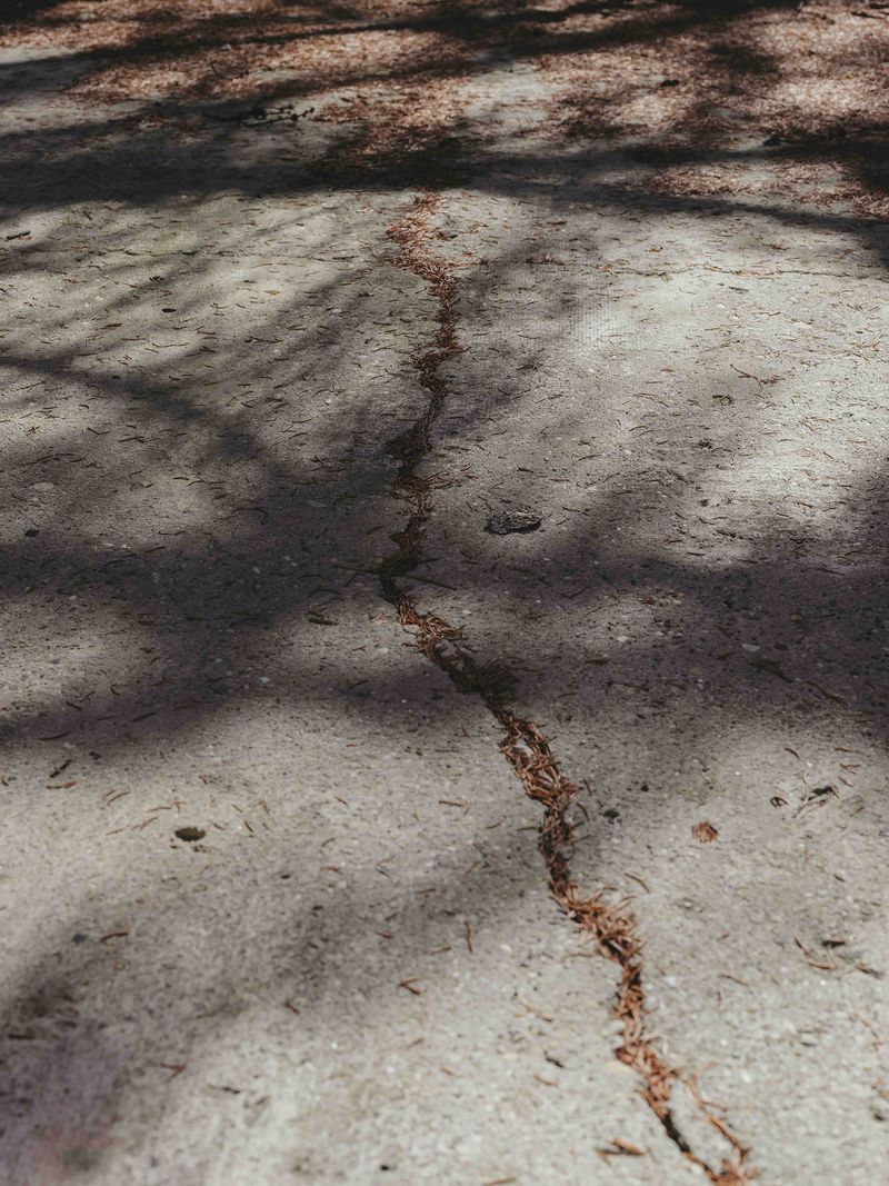 © Anna Jopp - Image from the I never thought it would happen to my garden photography project