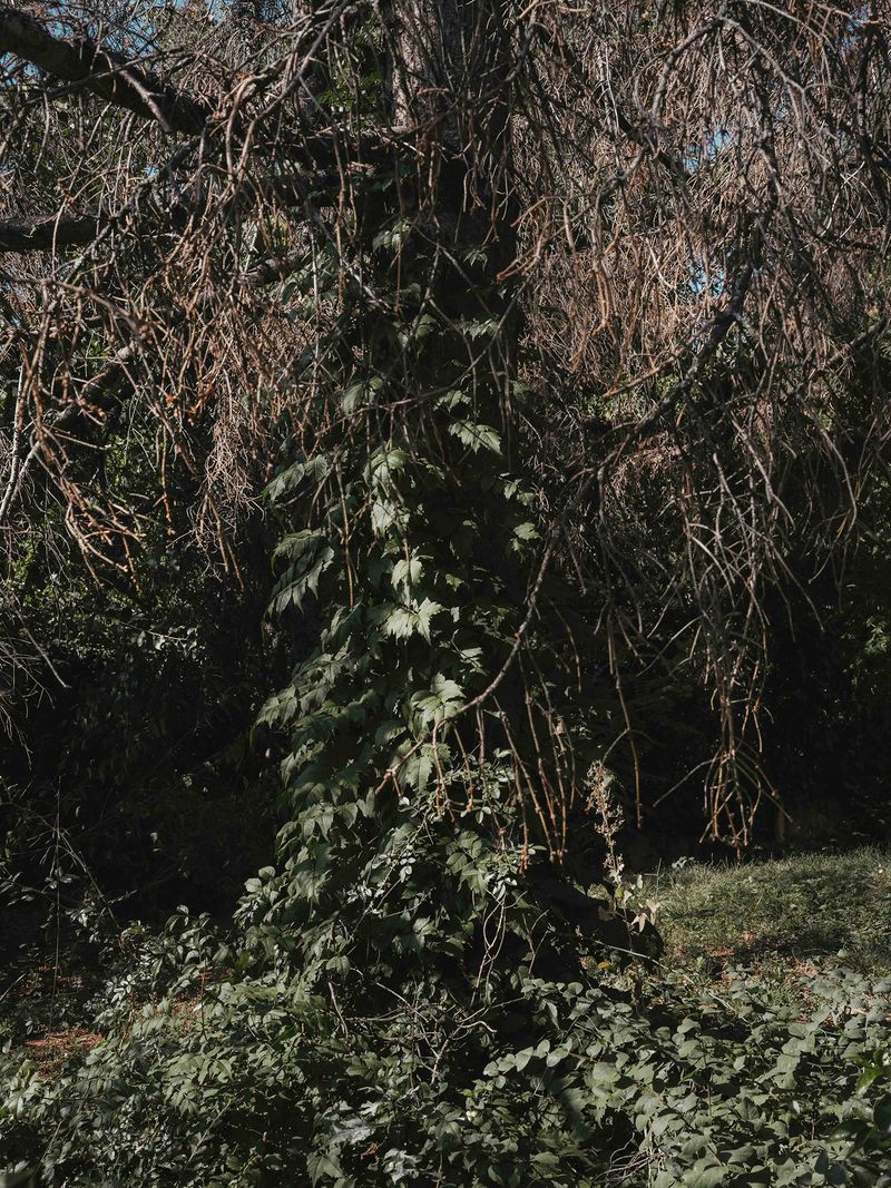 © Anna Jopp - Image from the I never thought it would happen to my garden photography project