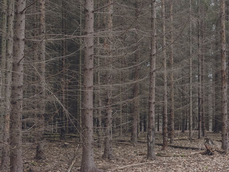 © Anna Jopp - Image from the I never thought it would happen to my garden photography project