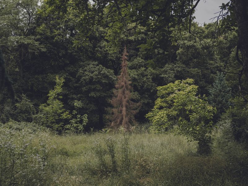 © Anna Jopp - Image from the I never thought it would happen to my garden photography project