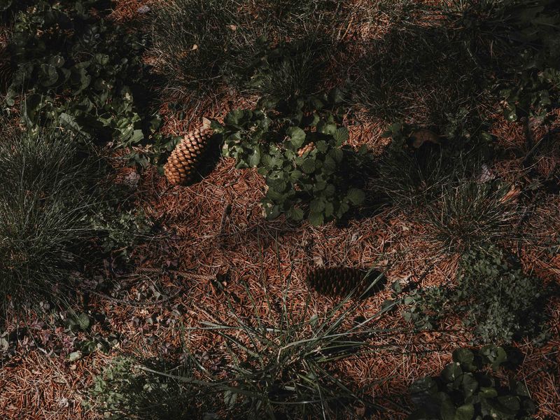 © Anna Jopp - Image from the I never thought it would happen to my garden photography project