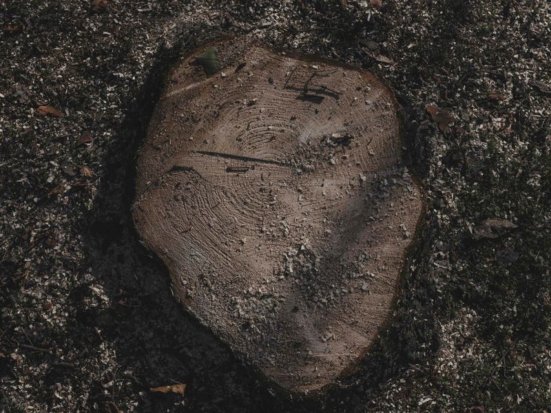 © Anna Jopp - Image from the I never thought it would happen to my garden photography project