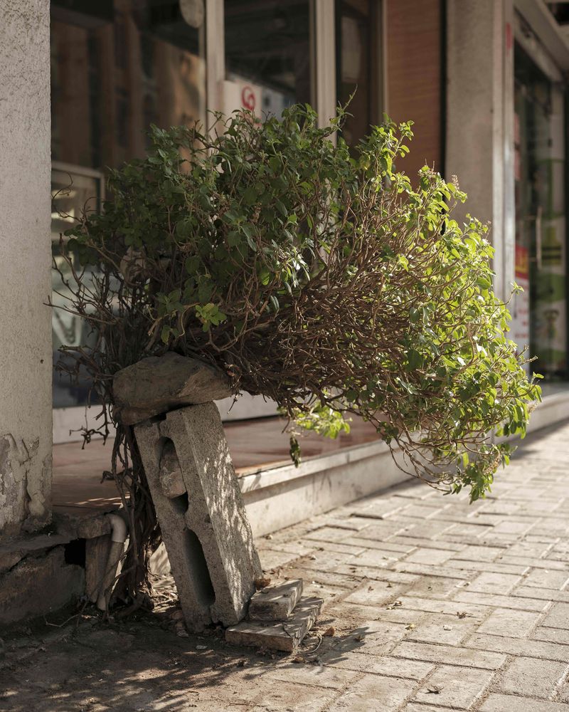 © Anna Jopp - Image from the On gardening photography project