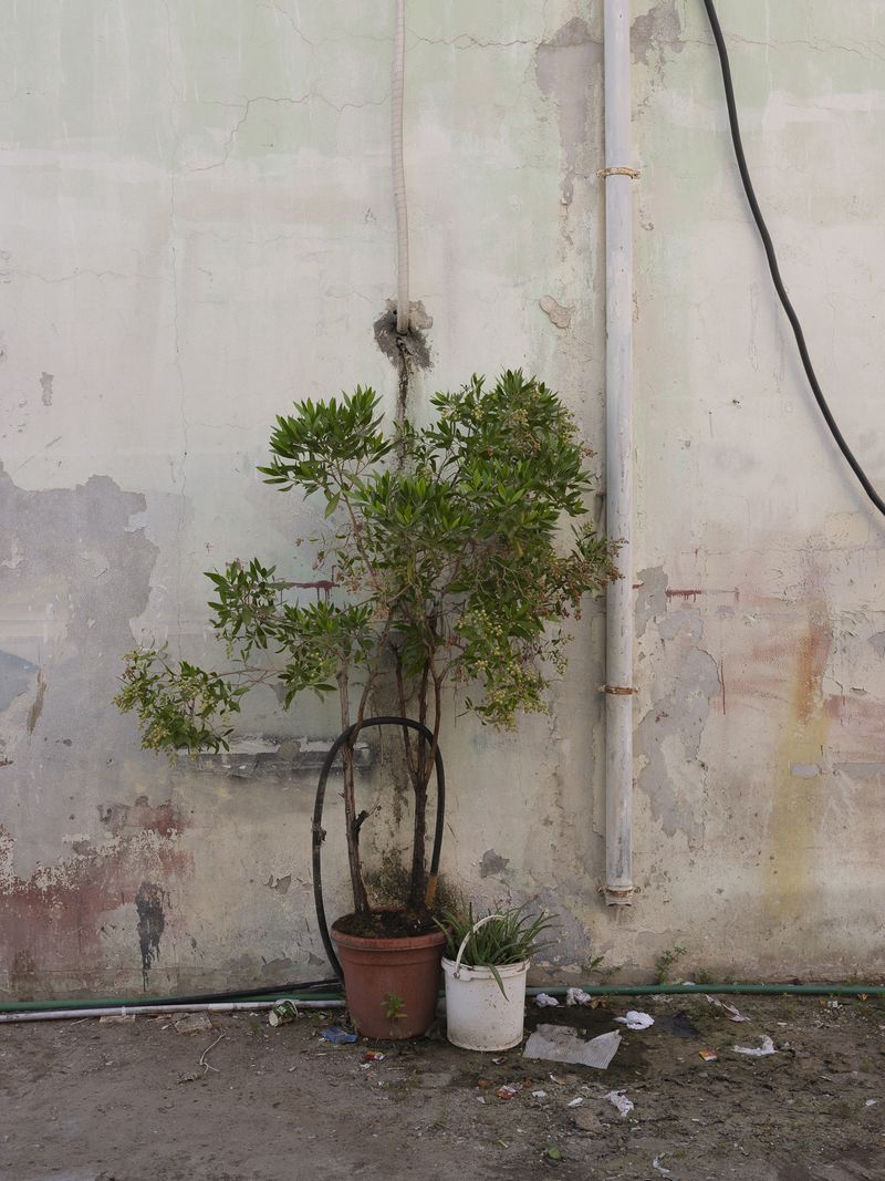 © Anna Jopp - Image from the On gardening photography project