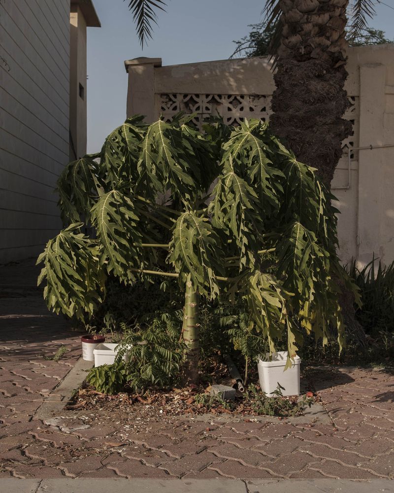 © Anna Jopp - Image from the On gardening photography project