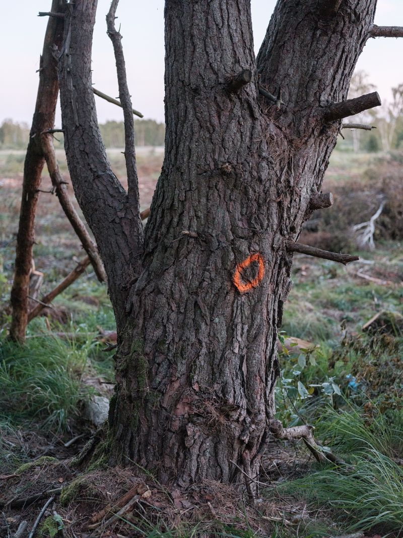 © Anna Jopp - Image from the Who's there to comfort the trees? [working title] photography project