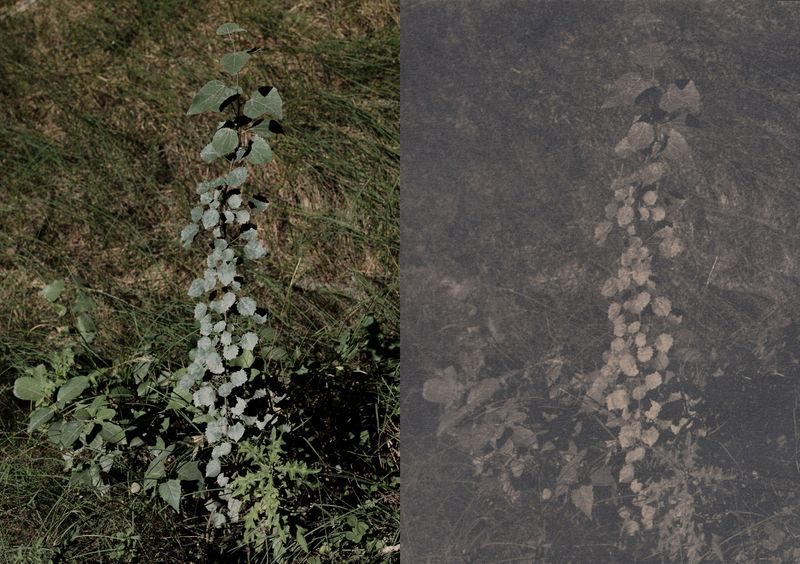 © Anna Jopp - Image from the Who's there to comfort the trees? [working title] photography project